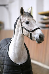 Grey colored purebred saddle horse waiting for riders under blanket in empty riding hall