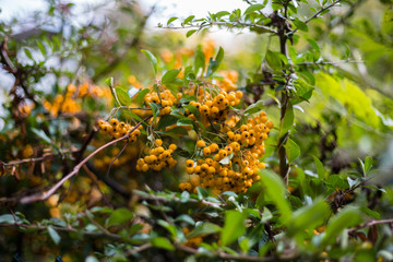 Seaberry also known as sea buckthorns and Hippophae