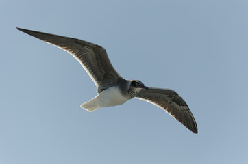 Flying seagull against the sky. Close up.