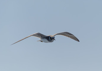 Seagull flying in the blue sky. Close up.
