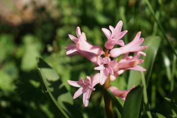 Pink hyacinth flowers in a meadow