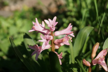 Obraz na płótnie Canvas Pink hyacinth flowers in a meadow