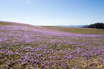 Fototapeta premium Violet flower saffron in spring time