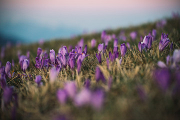 Violet flower saffron in spring time