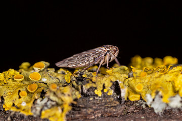 Idiocerus lituratus is a species belonging to tthe family Cicadellidae.