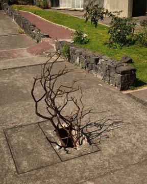 Planta en la basura 