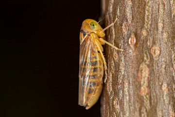 Cicadidae is the largest family of cicadas. Cicadas of Europe macro photo.