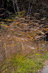 Closeup dried yellow high grass blurred