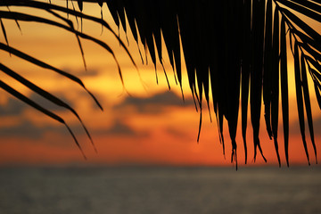 Sunset on a tropical beach, colorful seascape. View to the evening sea through palm leaves