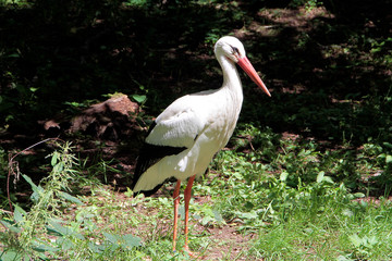 White stork, Stork bird, Thuringia, Germany, Europe