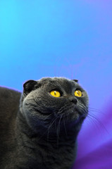 Bright and surprised Scottish fold cat, blue colored background, portrait