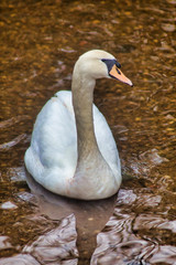 swan on lake