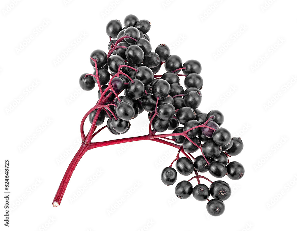 Wall mural Elderberries with red twig isolated on a white background. Black elderberry fresh fruit. Sambucus nigra.