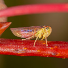 Populicerus nitidissimus is a species belonging to tthe family Cicadellidae.