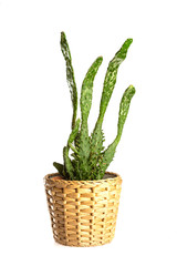 Cactus in flowerpot against white background