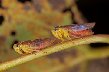 Cicadidae is the largest family of cicadas. Cicadas of Europe macro photo.