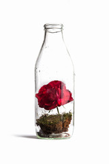Earth, nature and rose in glass bottle on white background, artistic poster photo