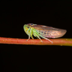 Cicadella viridis, the green leafhopper, is a species belonging to the subfamily Cicadellinae of the family Cicadellidae.