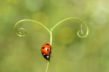 Ladybug crawling on a branch