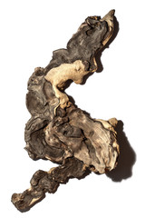 Piece of well worn driftwood on a white background
