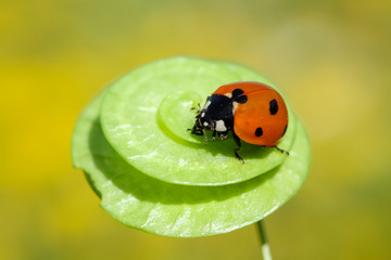 Ladybug crawling on a branch