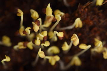 Healthy raw food concept. Sprouted seeds close up selective focus texture background