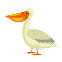 Isolated white pelican with long beak and neck