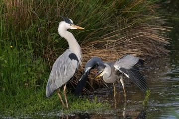 Graureiher im Wasser 22