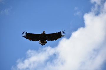 eagle in flight