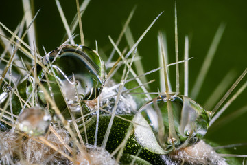 Water drops on a natural cactus.