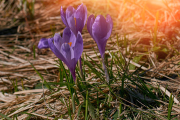 Group of purple crocuses in the sunlight. Closeup of violet flowers in nature with soft focus. Concept of spring nature background.