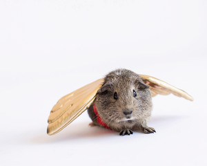 cute pet guinea pig wearing a set of golden wings like  a costume looking like she's about to fly
