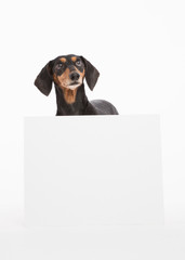Black and tan weiner dog poses with blank white sign for text