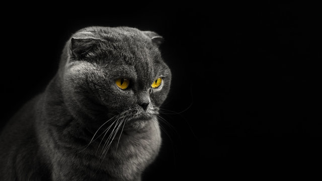 Scottish fold cat, silhouette, black background, portrait and isolated photo with copy space, banner