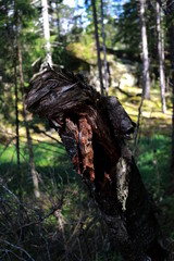baumstumpf