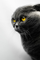 Scottish fold cat in a half-profile on a simple white background, eyes glow, stylish