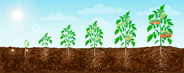 tomato plant growth stages from seed to flowering and ripening. illustration of tomato feld and life cycle of healthy tomatoes plants with underground roots system in nature. organic gardening