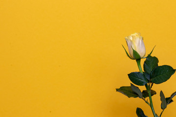 Greeting card template. Close-up of a beautiful single bright rose over a yellow background. Large space for text and design. Greeting, invitation or valentine and wedding day card. Macro.
