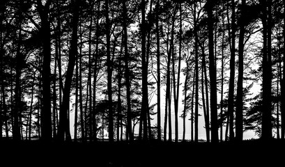 Forest. Sea. Pines. The Baltic states. Baltic Sea. Summer. Dark. Scenery.