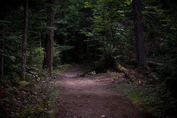 path in the forest