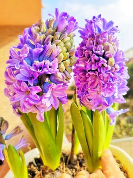 Macro shot of beautiful purple hyacinths flowers