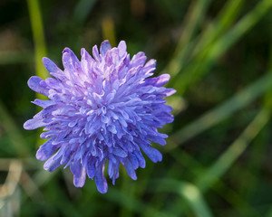 Close-up view of the beautiful single blue flower - field scabious (Knautia arvensis), selective focus, green blurred background