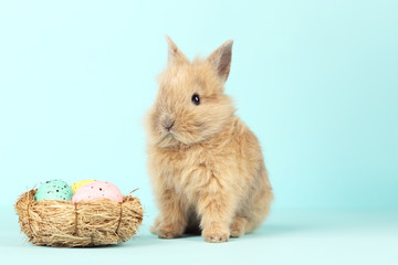 Bunny rabbit with easter eggs in basket on blue background