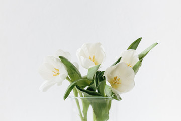 White tulips in the glass vase isolated on white textured background