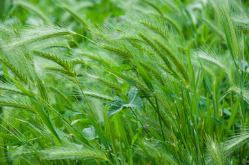 Widely cultivated for its seed. Summer wheat. Green wheat grass. Wheat ears growing on field. Farm field on summer landscape. Wheat cultivation. Organic agriculture and farming