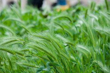 A cultivated land. Wheat ears growing on field. Summer wheat. Green wheat grass. Farm field on summer landscape. Wheat cultivation. Organic agriculture and farming