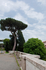 Maintaining a mixed forest. Park view with palm trees and other tropical exotic plants. Green trees in park. Recreational park. Park landscape on cloudy sky. Protection of nature and environment