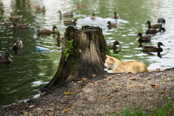 A beautiful red cat hid behind a stump and watches the ducks that swim in the lake.