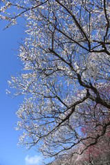 Spring Attractions in Japan / Yugawara Ume Garden, Kanagawa Prefecture.