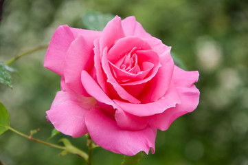 Being in full bloom. Garden rose in blossom. Rosy rose flowering on shrub in summer. Rose flower blossoming in park garden. Blossoming flower in summer garden. Summer bloom